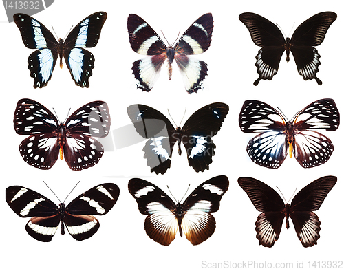 Image of collection of butterflies isolated on white