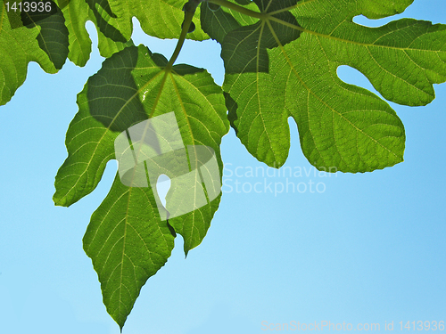 Image of  leaf of tree on blue sky