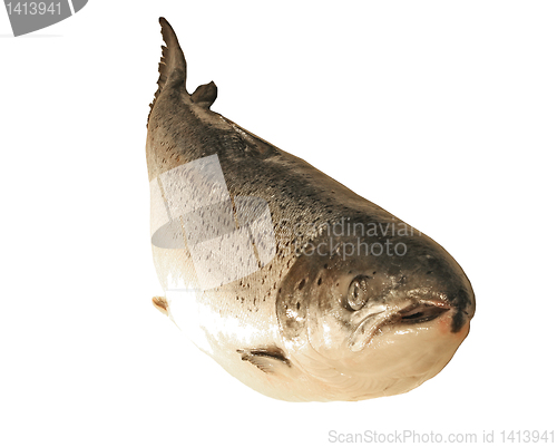Image of fish trout isolated 