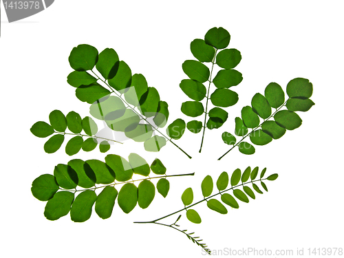 Image of  leaf of  acacia green silhouette