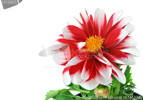 Image of Red and White Striped Dahlia with pollen