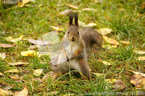 Image of Squirrel 