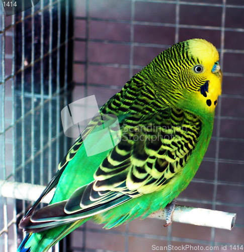 Image of Enslaved parrot