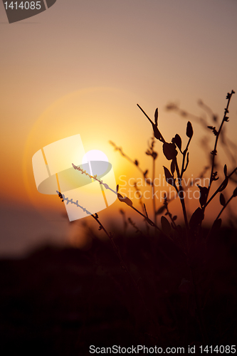 Image of sunset plant silhuette