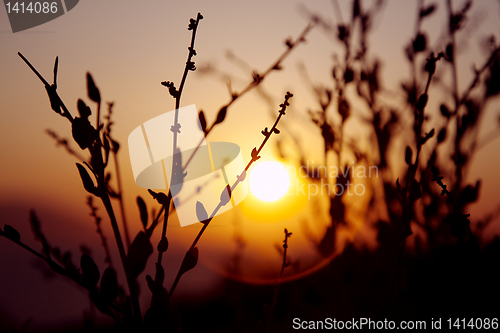 Image of sunset plant silhuette