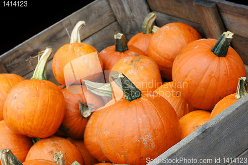 Image of Pumpkin Crop in Cart with copy space.