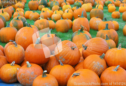 Image of Pumpkin Patch