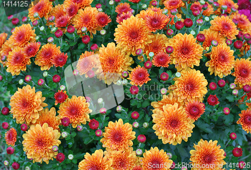 Image of Full Frame Gold and Red Chrysanthemums