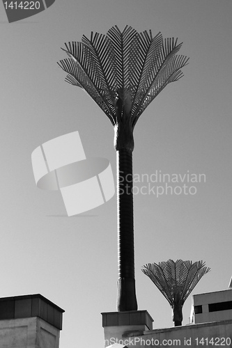 Image of Civic Square palm