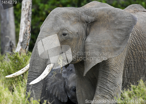 Image of African Bush Elephant and her young