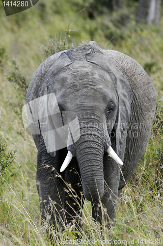 Image of  African Bush Elephant