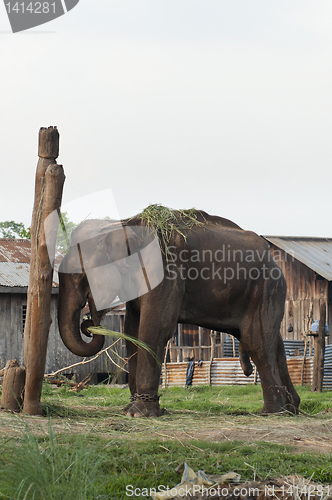 Image of Asian Elephant of Nepal