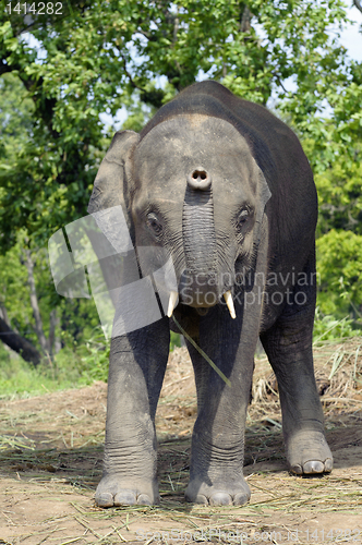 Image of Asian Elephant of Nepal