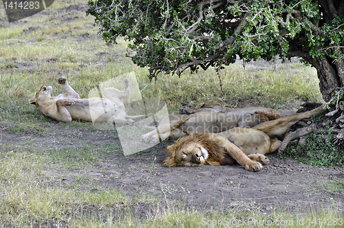 Image of pride of lions