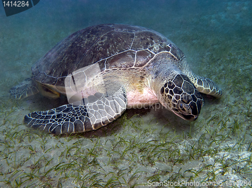 Image of sea turtle feeding underwater