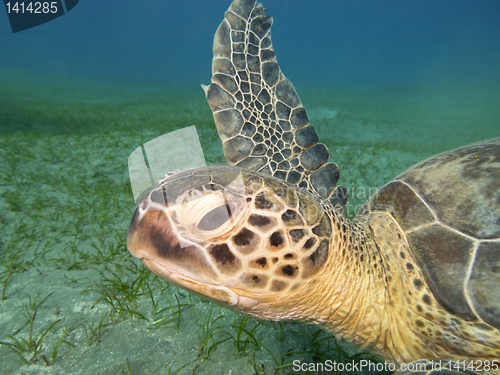 Image of sea turtle head