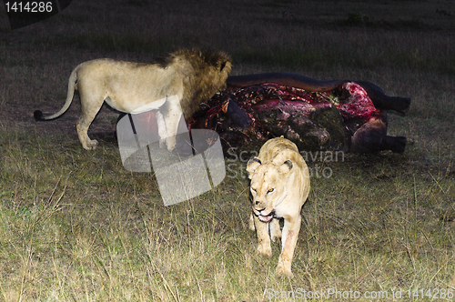 Image of Lions eating hippo