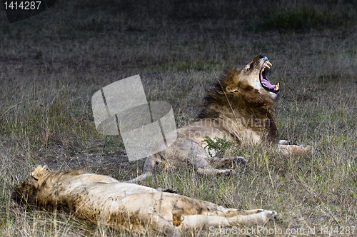 Image of Lions
