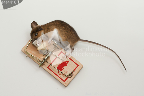 Image of mouse in trap