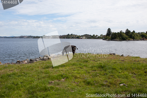 Image of grazing cows