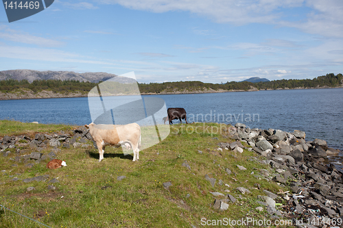 Image of grazing cows