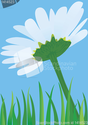 Image of Lonely daisy. 