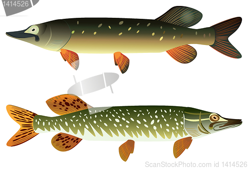 Image of Pike fish and spotted pike fish.