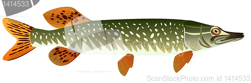 Image of Pike.