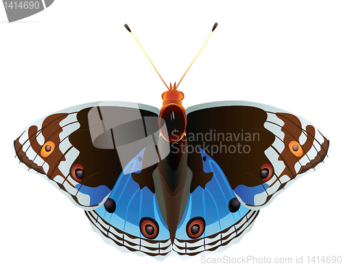 Image of Abstract exotic butterfly.