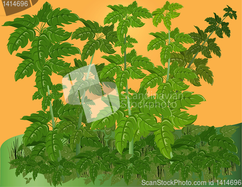 Image of Vegetative background.