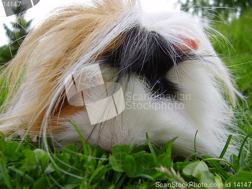 Image of Guinea-pig