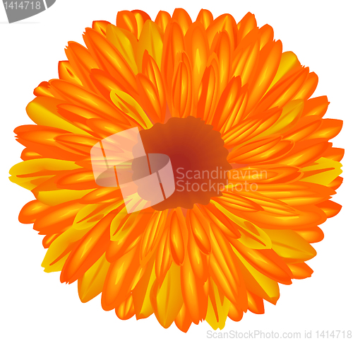 Image of Yellow-orange flower.