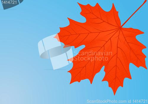 Image of Autumn red maple leaf. 