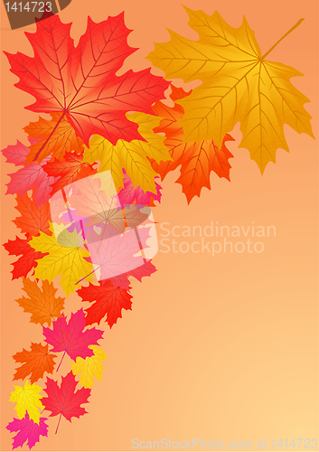 Image of Autumn maple leaves.