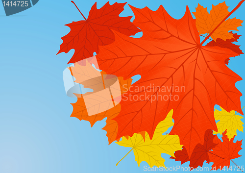 Image of Autumn maple leaves.