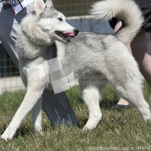 Image of Husky