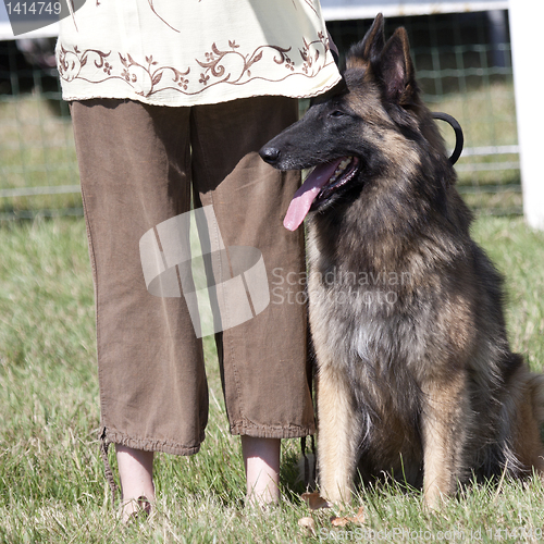 Image of Belgian shepherd