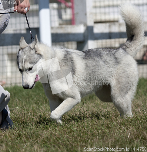 Image of Husky walking