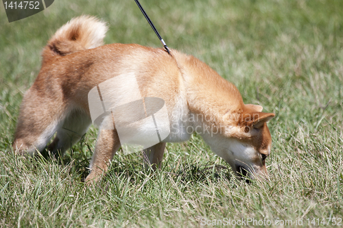 Image of Dog sniffing