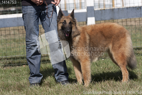 Image of Belgian Shepherd beside his master