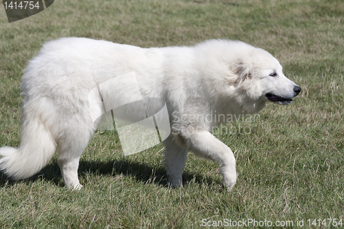 Image of Pyrenees dog