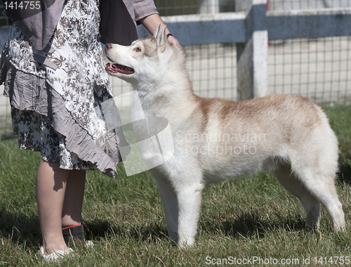 Image of Beautiful Husky