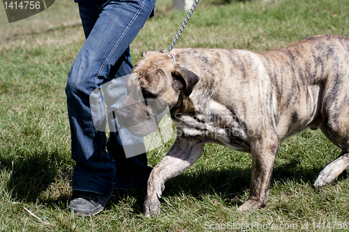 Image of Bulldog walking