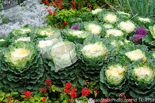 Image of bed with cauliflowers and flowers