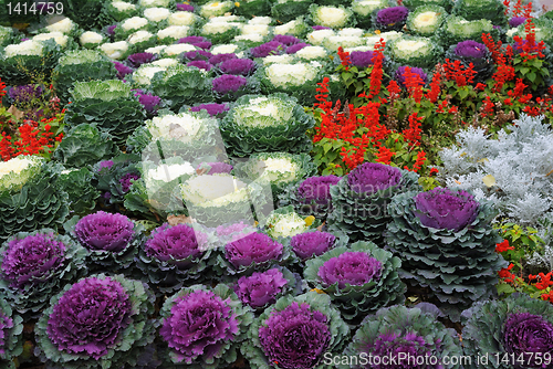 Image of bed with cauliflowers and flowers