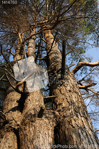 Image of three interlocking pine in the forest