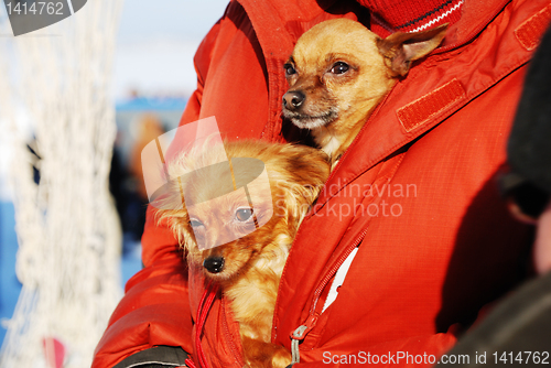 Image of two funny dogs 