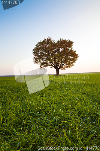Image of Oak in the field (autumn, a sunset)