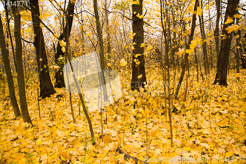 Image of Autumn wood