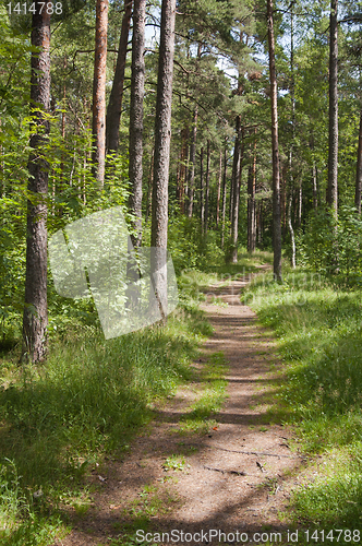 Image of Spring wood